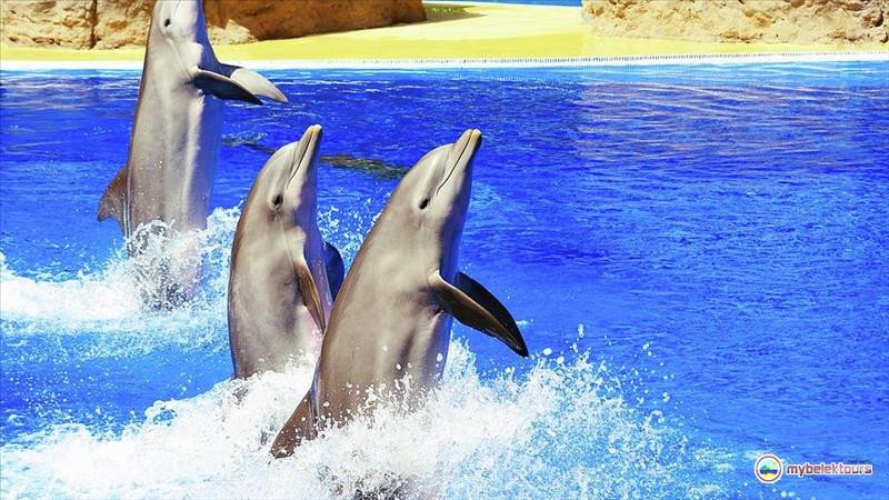 Шоу дельфинов в Анталии из Белека