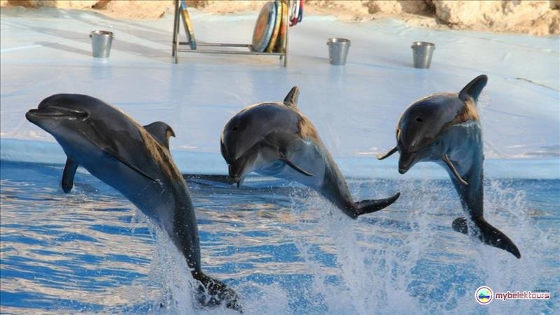 Шоу дельфинов в Анталии из Белека