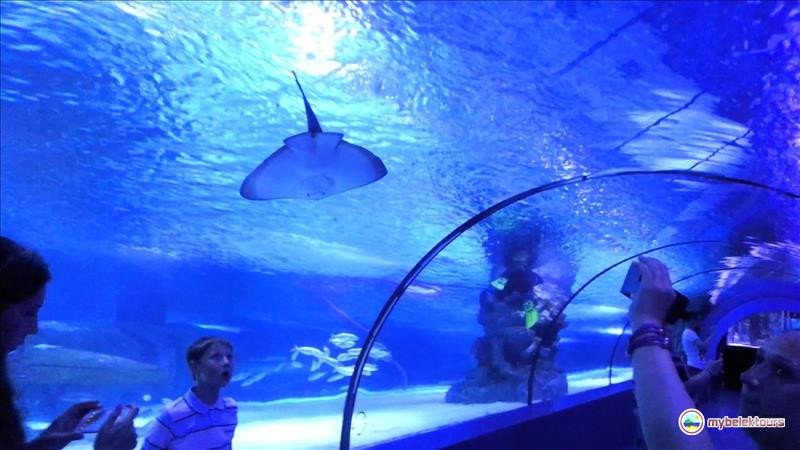 Tour of the Oceanarium in Antalya from Belek